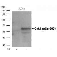 Chk1(Phospho-Ser280) Antibody