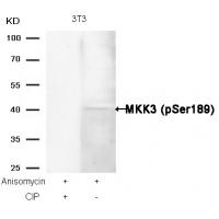 MKK3(Phospho-Ser189) Antibody