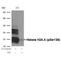 Histone H2A.X(Phospho-Ser139) Antibody