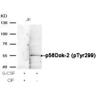 p56Dok-2(Phospho-Tyr299) Antibody
