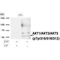 AKT1/AKT2/AKT3(phospho-Tyr315/316/312) Antibody