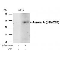 Aurora A(phospho-Thr288) Antibody