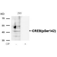CREB(Phospho-Ser142) Antibody