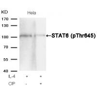 STAT6(Phospho-Thr645) Antibody