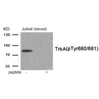 Trk A (Phospho-Tyr680/681) Antibody