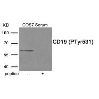 CD19 (Phospho-Tyr531) Antibody