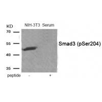 Smad3 (Phospho-Ser204) Antibody