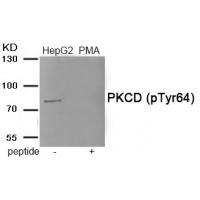 PKCD (Phospho-Tyr64) Antibody