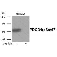 PDCD4 (Phospho-Ser67) Antibody