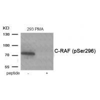 C-RAF (Phospho-Ser296) Antibody