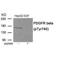 PDGFR beta (Phospho-Tyr740) Antibody