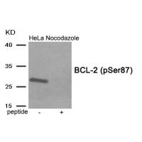 BCL-2 (Phospho-Ser87) Antibody