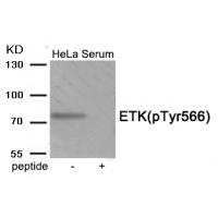 ETK (Phospho-Tyr566) Antibody
