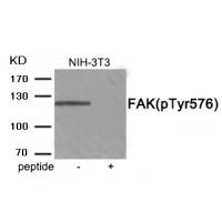 FAK (Phospho-Tyr576) Antibody