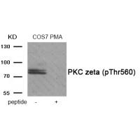 PKC zeta (Phospho-Thr560) Antibody