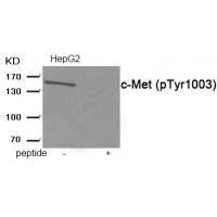 c-Met (Phospho-Tyr1003) Antibody