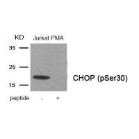 CHOP (Phospho-Ser30) Antibody