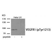 VEGFR1 (Phospho-Tyr1213) Antibody