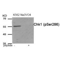 Chk1 (Phospho-Ser286) Antibody