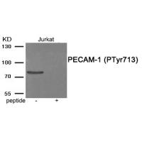 PECAM-1 (Phospho-Tyr713) Antibody