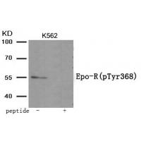 Epo-R (Phospho-Tyr368) Antibody