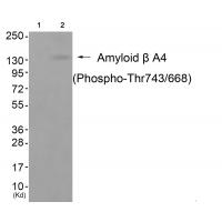 Amyloid β A4 (Phospho-Thr743/668) Antibody