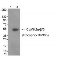 CaMK2α/β/δ (Phospho-Thr305) Antibody