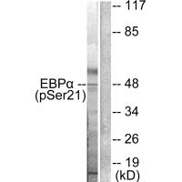 C/EBP-α (Phospho-Ser21) Antibody