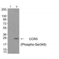 CCR5 (Phospho-Ser349) Antibody