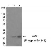 CD3 ζ (Phospho-Tyr142) Antibody