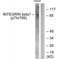 Integrin β1 (Phospho-Thr789) Antibody