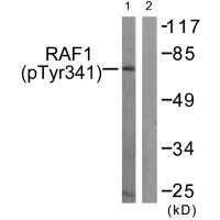 C-RAF (Phospho-Tyr341) Antibody