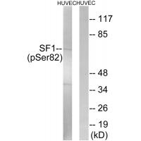 SF1 (Phospho-Ser82) Antibody