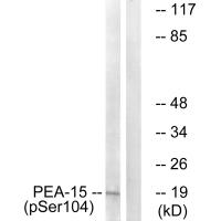 PEA-15 (Phospho-Ser104) Antibody