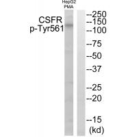 CSFR (Phospho-Tyr561) Antibody