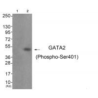 GATA2 (Phospho-Ser401) Antibody
