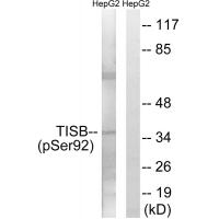 TISB (Phospho-Ser92) Antibody