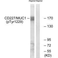 CD227/MUC1 (Phospho-Tyr1229) Antibody