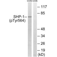 SHP-1 (Phospho-Tyr564) Antibody
