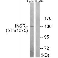 IR (Phospho-Thr1375) Antibody