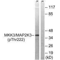MAP2K3 (Phospho-Thr222) Antibody