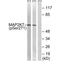 MAP2K7 (Phospho-Ser271) Antibody