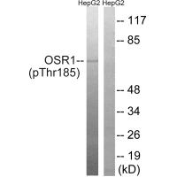 OSR1 (Phospho-Thr185) Antibody