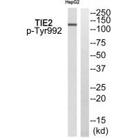 TIE2 (Phospho-Tyr992) Antibody