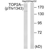 TOP2A (Phospho-Thr1343) Antibody
