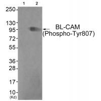 BL-CAM (Phospho-Tyr807) Antibody