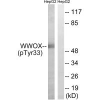 WWOX (Phospho-Tyr33) Antibody