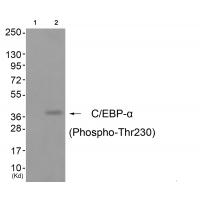 C/EBP-α (Phospho-Thr230) Antibody