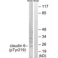 Claudin 6 (Phospho-Tyr219) Antibody