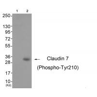 Claudin 7 (Phospho-Tyr210) Antibody